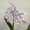 cattleya maxima coerulea Gigi X self